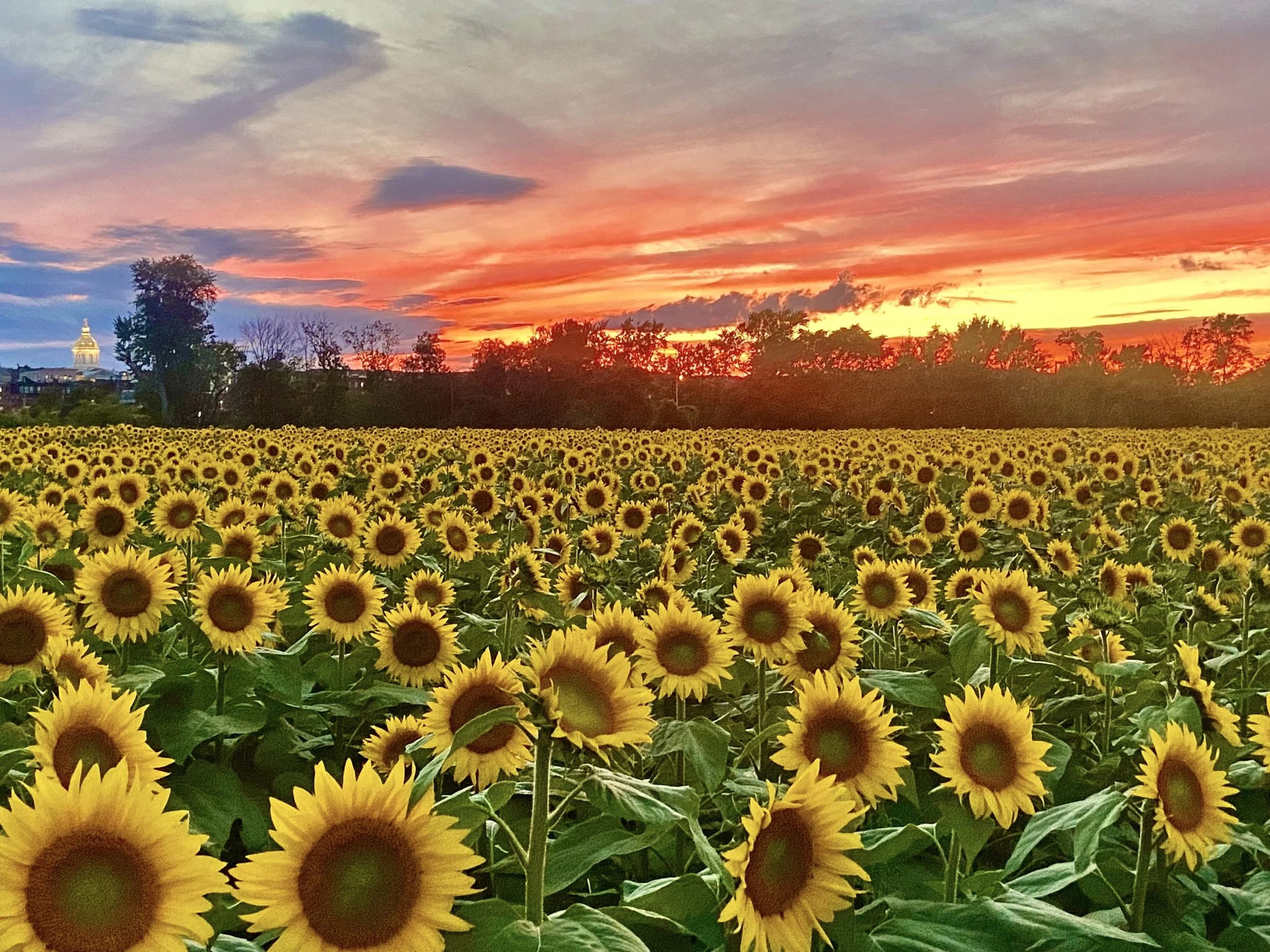 Sunfox Farm | Sunflower Oils | Herbals Tea | Herbs & Spices | Body
